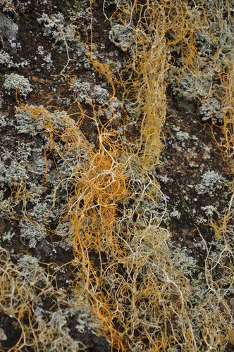 Lethariella canariensis