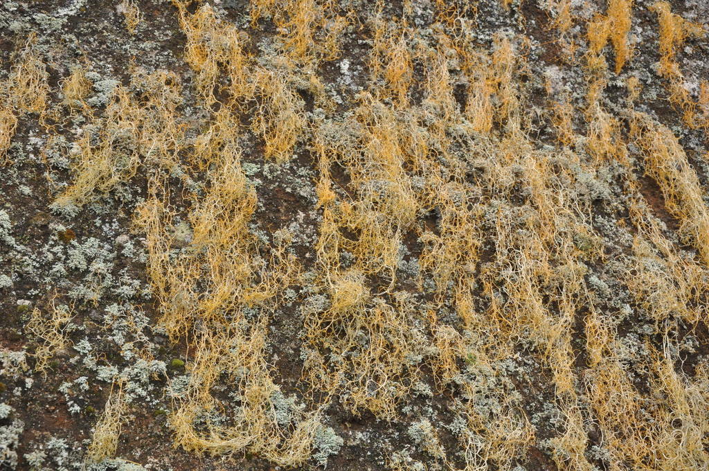 Lethariella canariensis