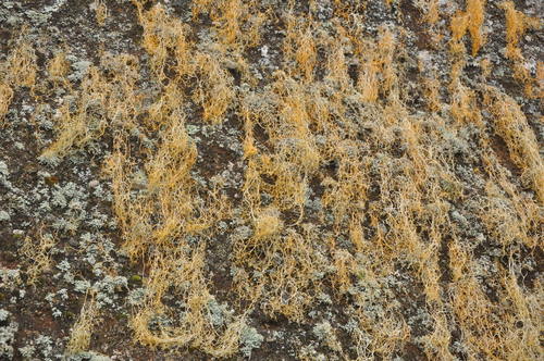 Lethariella canariensis