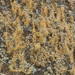 Lethariella canariensis - Photo no rights reserved, uploaded by Wouter Van Landuyt