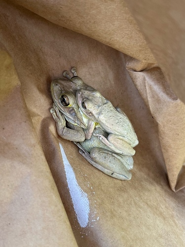Cuban Tree Frog photographed in Florida