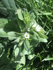 Buglossoides arvensis