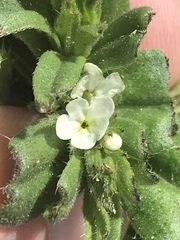 Buglossoides arvensis