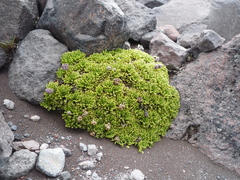 Valeriana alypifolia