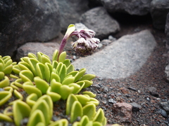 Valeriana alypifolia