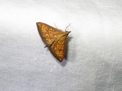 Ecpyrrhorrhoe rubiginalis