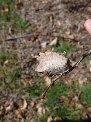 Antheraea polyphemus
