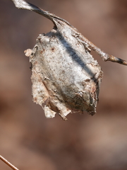 Antheraea polyphemus