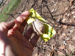 Antheraea polyphemus