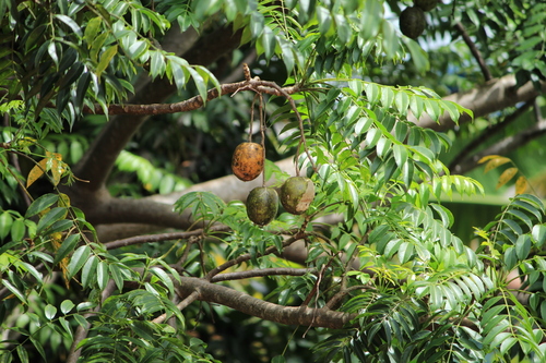 Spondias dulcis
