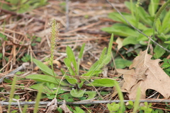 Plantago virginica