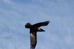 Corvus corax