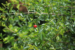 Malpighia emarginata