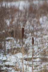 Typha latifolia