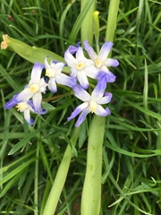 Scilla luciliae