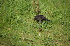 Turdus merula