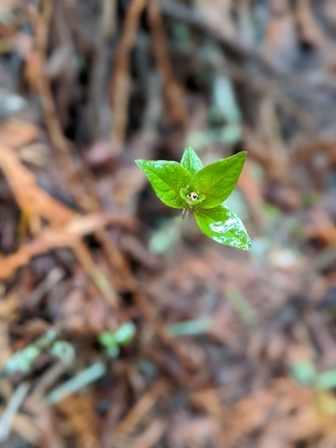 Pacific Starflower seedling