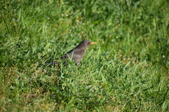 Turdus merula