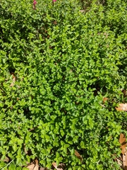 Scutellaria suffrutescens