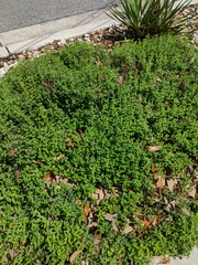 Scutellaria suffrutescens