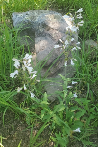 Penstemon arkansanus, photograph 1