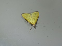Mecyna flavalis