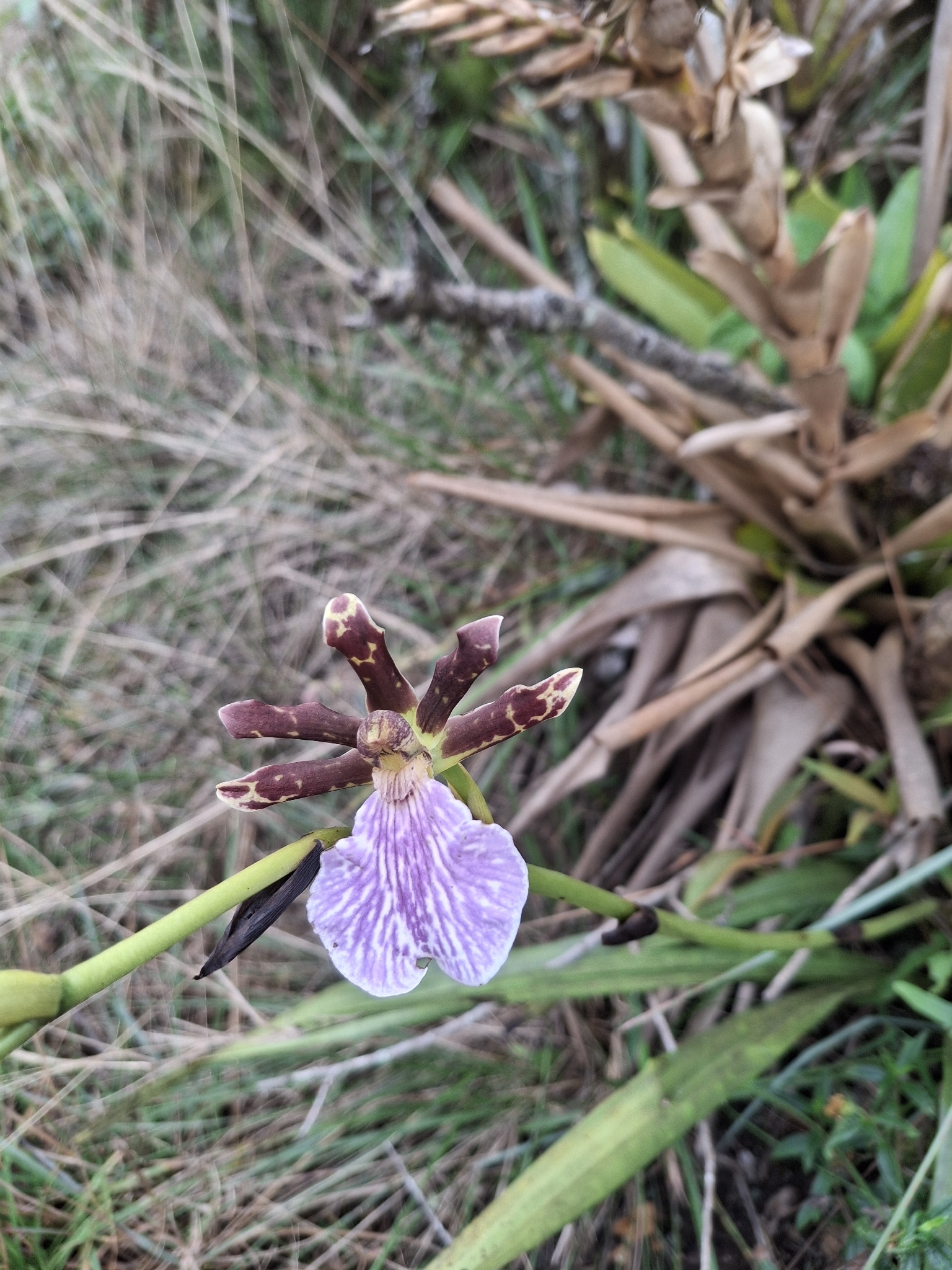 Zygopetalum maculatum