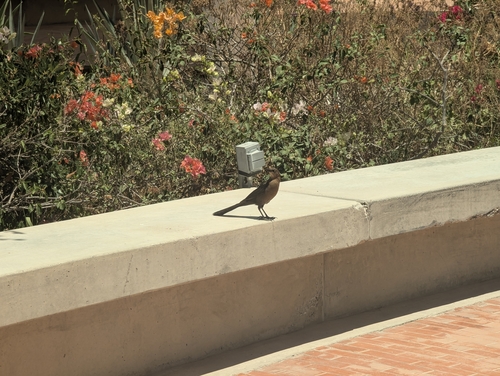 Great-tailed Grackle