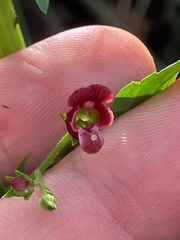 Scrophularia peregrina, photograph (c) Simone Eusebio Bergò, some rights reserved (CC BY)
