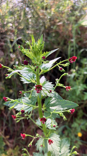 Scrophularia peregrina, photograph 2