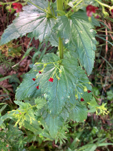 Scrophularia peregrina, photograph 3