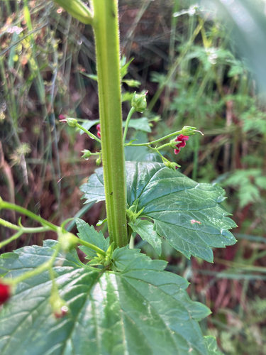 Scrophularia peregrina, photograph 4