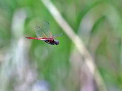 Tauriphila australis