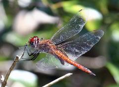 Tramea abdominalis