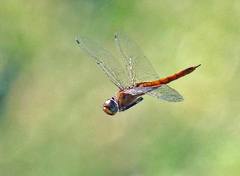 Tramea abdominalis
