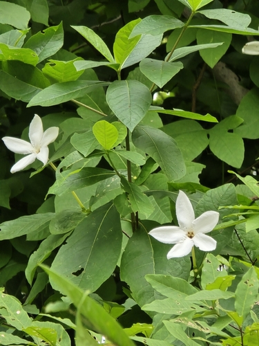 Rosenbergiodendron longiflorum