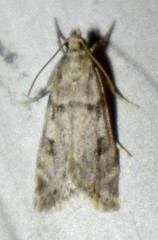 Scoparia palloralis