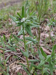 Lithospermum officinale