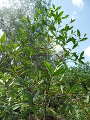 Rhizophora × harrisonii