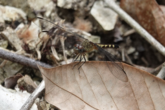 Erythrodiplax fervida