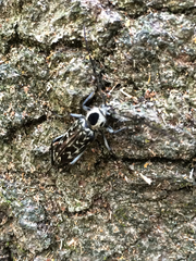 Sarosesthes fulminans