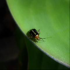 Horciasinus signoreti