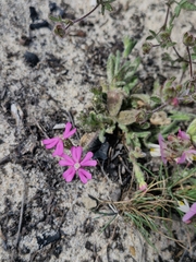 Silene littorea, photograph (c) ahabo, some rights reserved (CC BY)