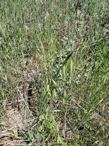 wild oat (Avena fatua)