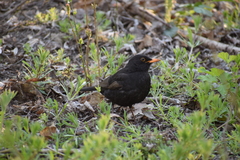 Turdus merula