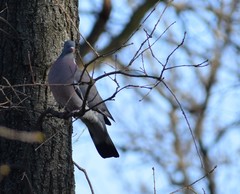Columba palumbus