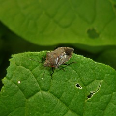 Podisus nigrispinus