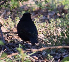 Turdus merula