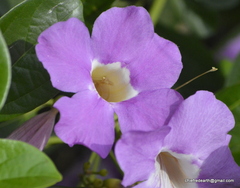 Thunbergia