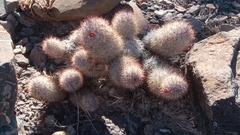 Mammillaria pottsii